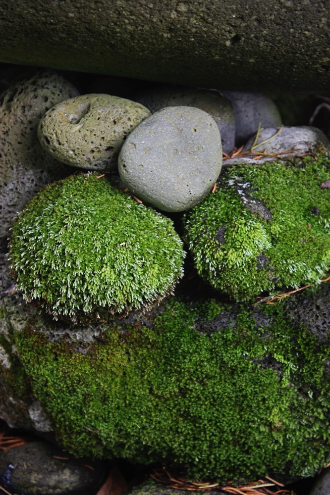 Mossy Bed